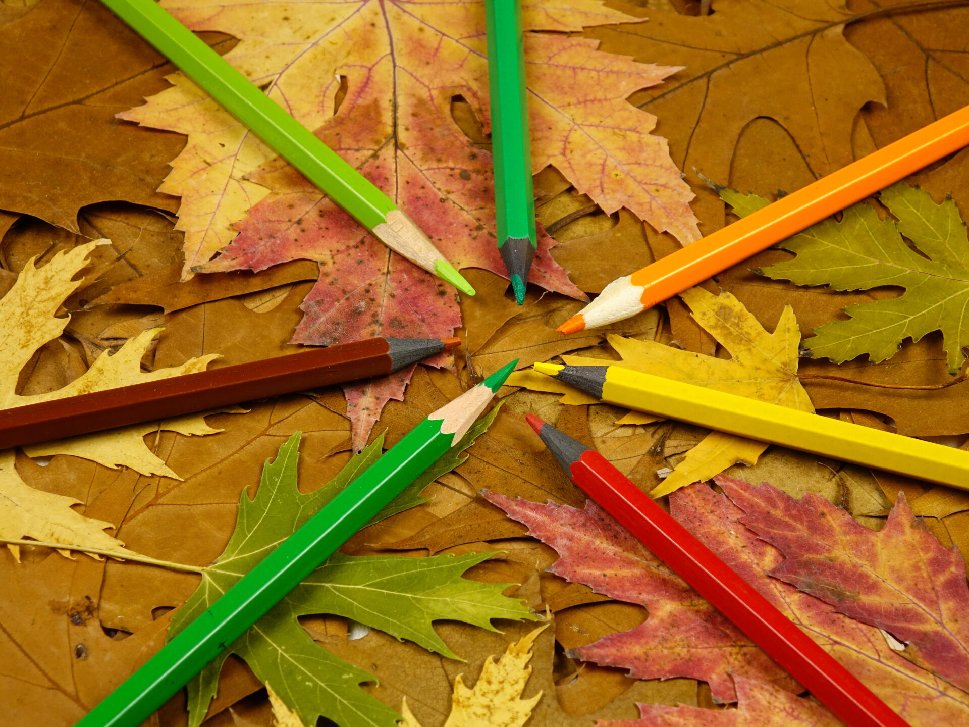 Multi-colored pencils lay out on the colorful autumn leaves of maple and oak on a black wooden board, top view. To fall color palette, background